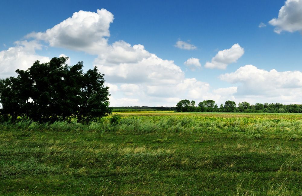 Wiese mit vereinzelten Bäumen an einem wolkenreichen Tag mit blauem Himmel