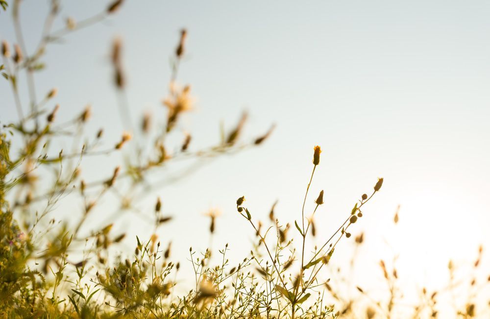 Nahaufnahme von gelben Wildblumen vor einem grau-blauen Himmel