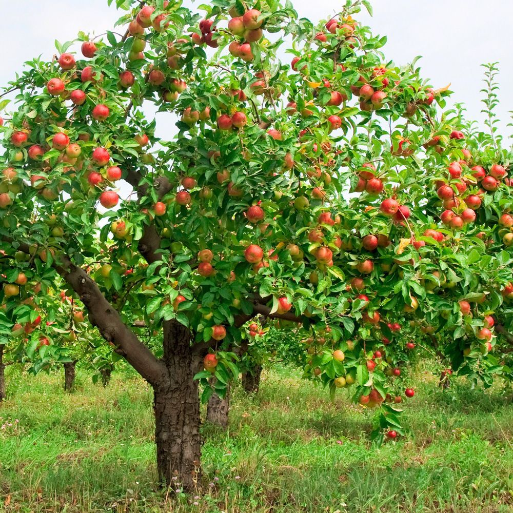 Apfelbaum